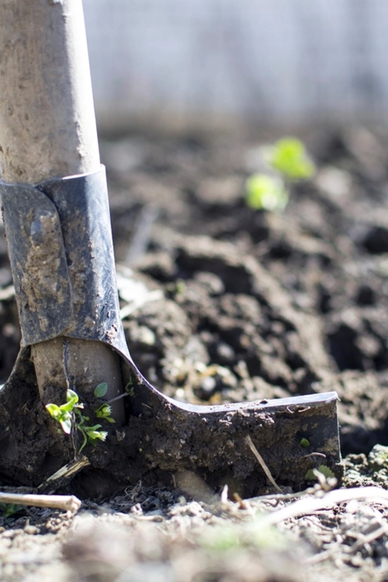 A serrated digging tool blade cut into dark soil